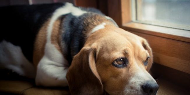 ahorrar energia perro