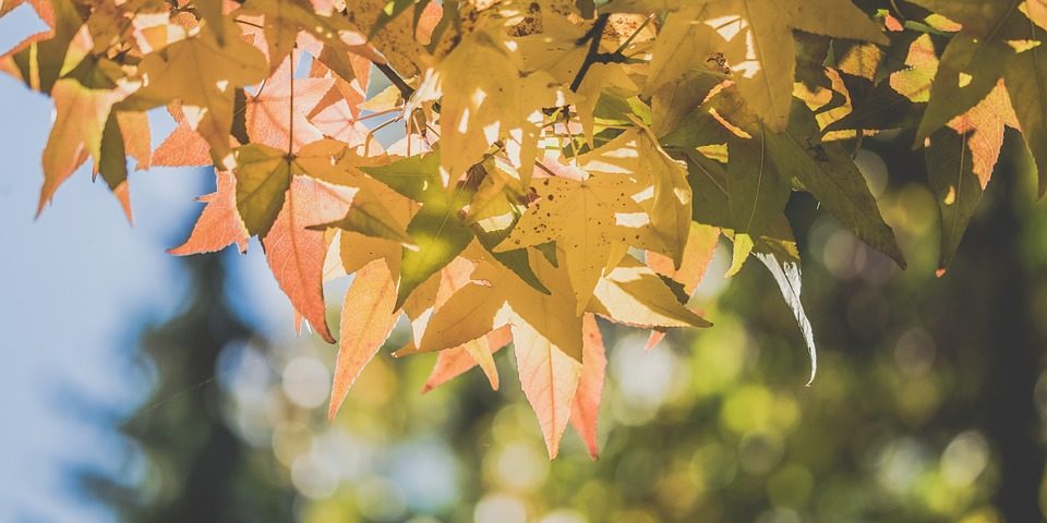 ahorrar energía en otoño ahorrar energía en otoño